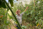 Ozório Schuenck em sua estufa de tomates na localidade de Salinas, no distrito de Campo do Coelho, em Nova Friburgo (RJ). Foto: Letícia Bucker