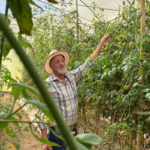 Ozório Schuenck em sua estufa de tomates na localidade de Salinas, no distrito de Campo do Coelho, em Nova Friburgo (RJ). Foto: Letícia Bucker