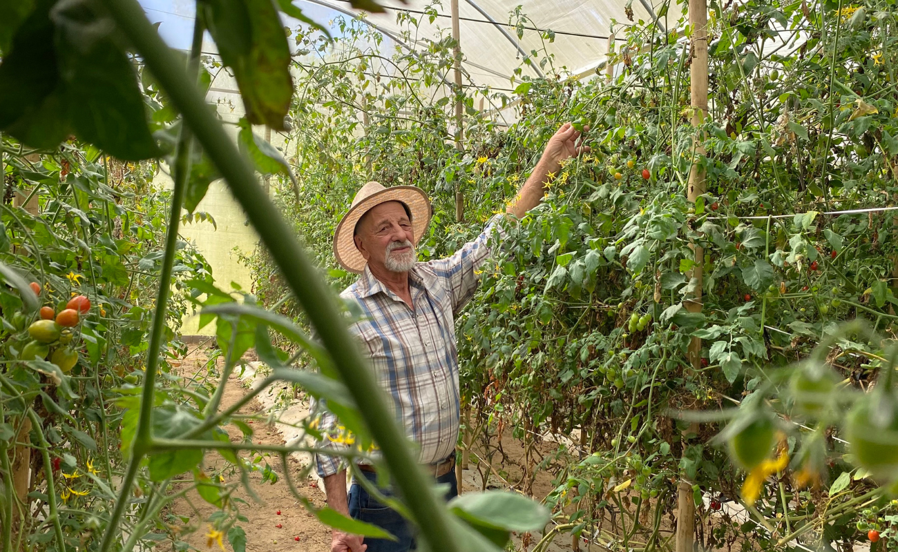 Ozório Schuenck em sua estufa de tomates na localidade de Salinas, no distrito de Campo do Coelho, em Nova Friburgo (RJ). Foto: Letícia Bucker